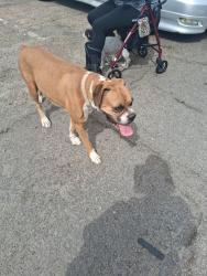 Found/Stray Female Dog last seen Bonanza and bruce, Las Vegas, NV 89101