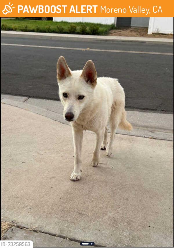 Found/Stray Male Dog last seen Dickinson and Shakespeare, Moreno Valley, CA 92553