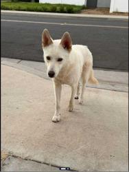 Found/Stray Male Dog last seen Dickinson and Shakespeare, Moreno Valley, CA 92553