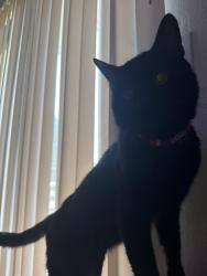 Lost Male Cat last seen Effie/E. Pontiac, Fresno, CA 93726