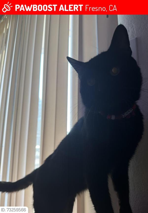 Lost Male Cat last seen Effie/E. Pontiac, Fresno, CA 93726