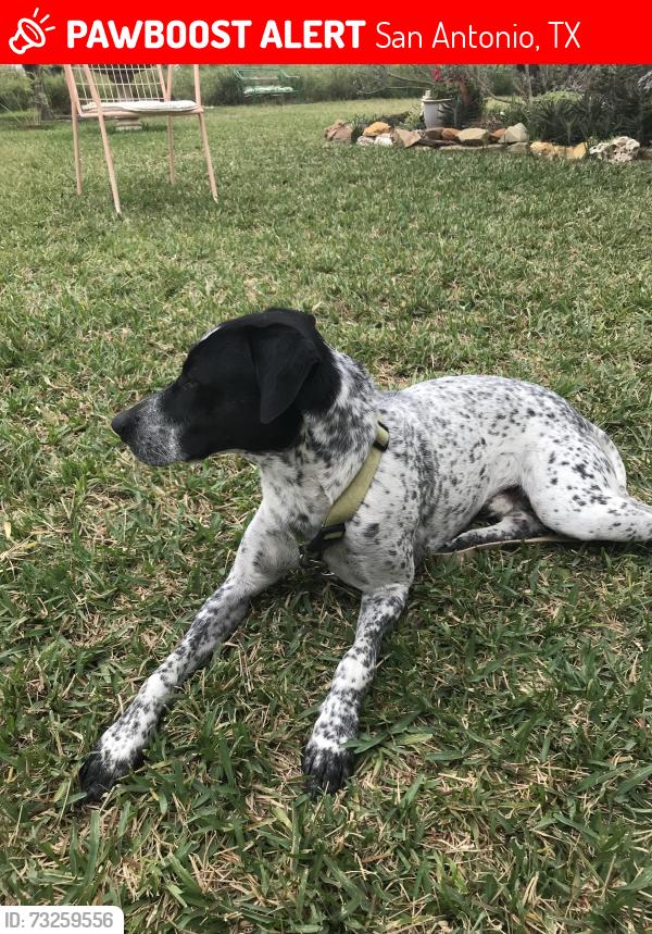 Lost Male Dog last seen Skelton and Highway dr., San Antonio, TX 78219