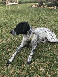 Lost Male Dog last seen Skelton and Highway dr., San Antonio, TX 78219