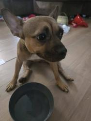 Found/Stray Female Dog last seen Near Ponders Funeral Hop, Dalton, GA 30721