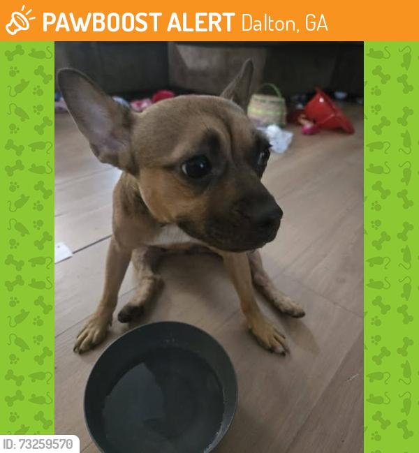 Found/Stray Female Dog last seen Near Ponders Funeral Hop, Dalton, GA 30721