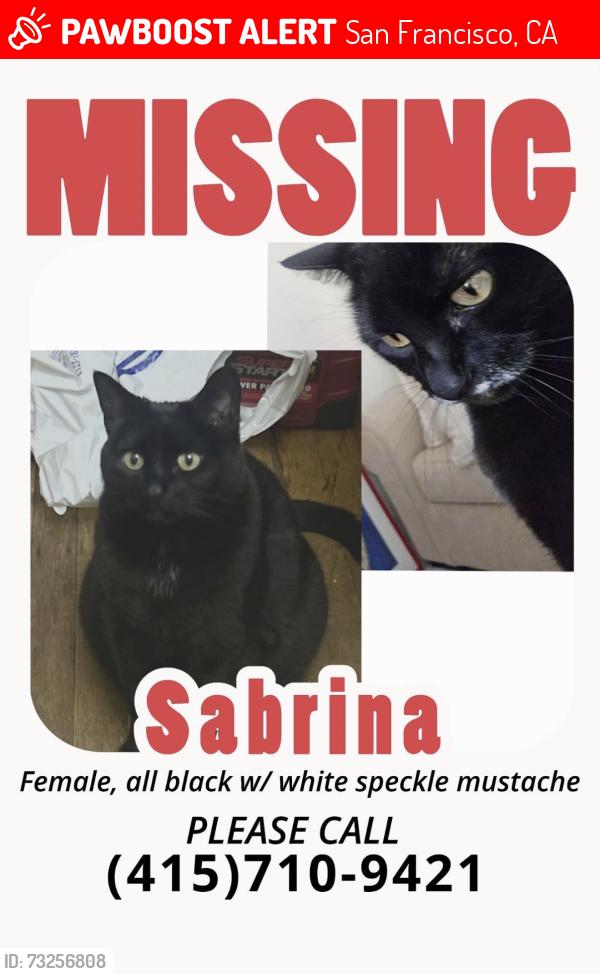 Lost Female Cat last seen Moraga Street and 21st avenue, San Francisco, CA 94110