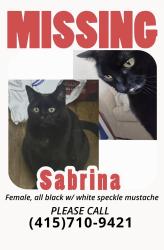 Lost Female Cat last seen Moraga Street and 21st avenue, San Francisco, CA 94110