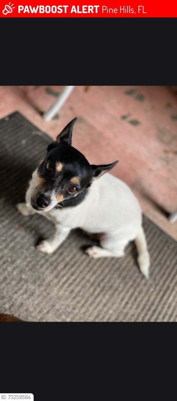 Lost Female Dog last seen Powers Drive and Clarcona Ocoee, Pine Hills, FL 32808
