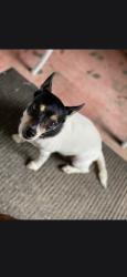 Lost Female Dog last seen Powers Drive and Clarcona Ocoee, Pine Hills, FL 32808
