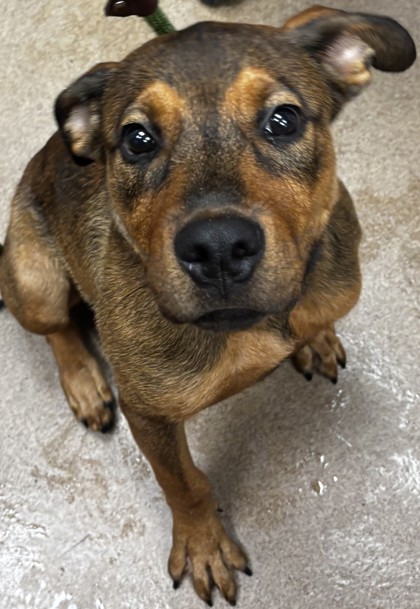 Shelter Stray Male Dog last seen Near Peachtree Blvd, 30341, GA, 3280 Chamblee Dunwoody Rd, Chamblee, GA 30341, USA