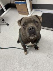 Shelter Stray Male Dog last seen Near Krause Ave, Oakland, CA, 1101 29th Ave, Oakland, CA 94601, USA