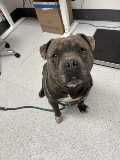 Shelter Stray Male Dog last seen Near Krause Ave, Oakland, CA, 1101 29th Ave, Oakland, CA 94601, USA