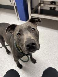 Shelter Stray Male Dog last seen Near Hannah St, Oakland, CA, 1101 29th Ave, Oakland, CA 94601, USA