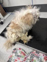 Shelter Stray Unknown Dog last seen Near 38th Ave, Oakland, CA, 1101 29th Ave, Oakland, CA 94601, USA