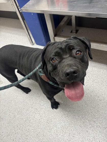 Shelter Stray Male Dog last seen 64th and bancroft, Oakland, CA, 1101 29th Ave, Oakland, CA 94601, USA