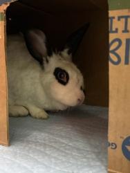 Shelter Stray Female Rabbit last seen Near hayes st, Oakland, CA, 1101 29th Ave, Oakland, CA 94601, USA