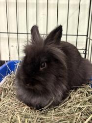 Shelter Stray Male Rabbit last seen Near hayes st, Oakland, CA, 1101 29th Ave, Oakland, CA 94601, USA
