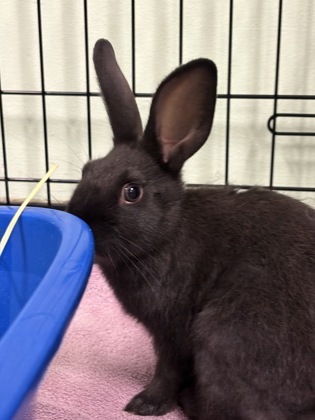 Shelter Stray Female Rabbit last seen Near hayes st, Oakland, CA, 1101 29th Ave, Oakland, CA 94601, USA