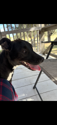 Found/Stray Female Dog last seen FM 476 & Hwy 16 South, FM476, TX 78069
