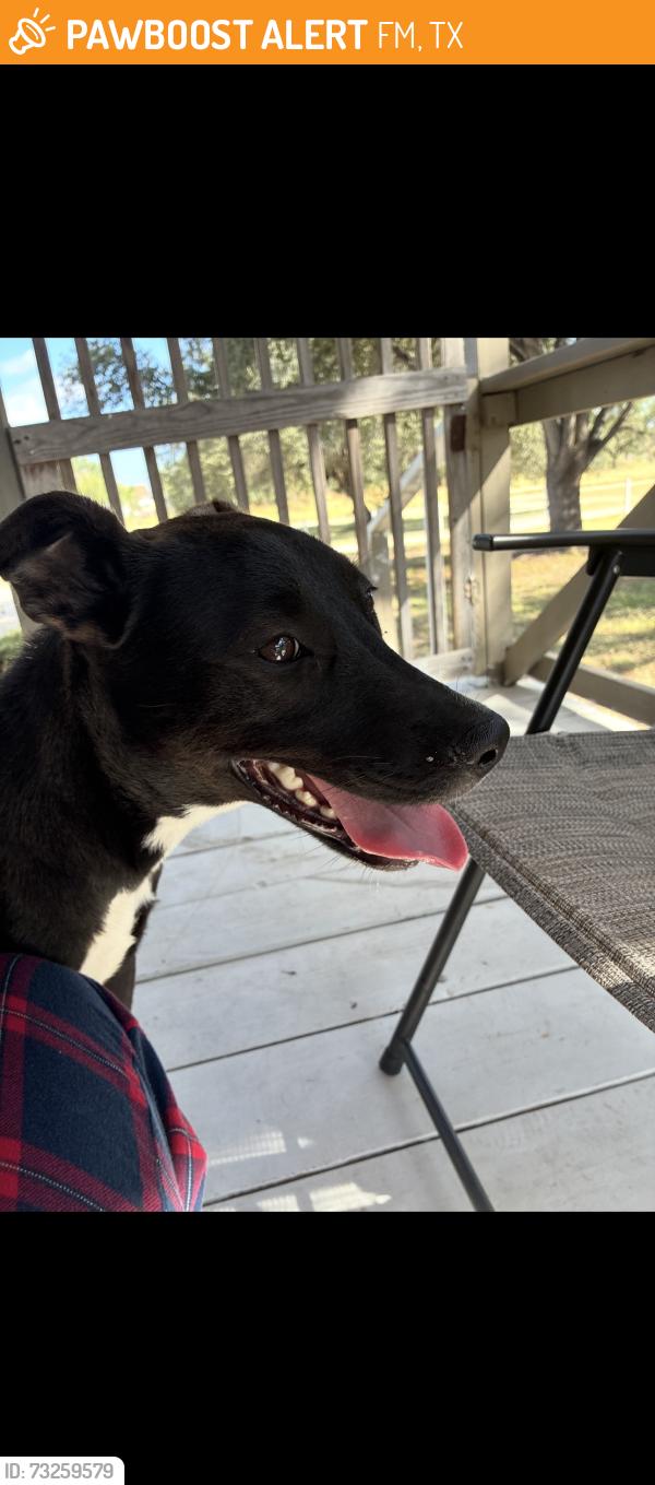 Found/Stray Female Dog last seen FM 476 & Hwy 16 South, FM476, TX 78069