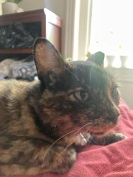 Reunited Female Cat last seen Near block Monroe NW, Washington, DC 20010