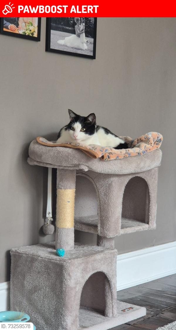 Lost Male Cat last seen Lumley Road, Redcar and Cleveland, England 