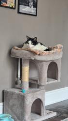 Lost Male Cat last seen Lumley Road, Redcar and Cleveland, England 