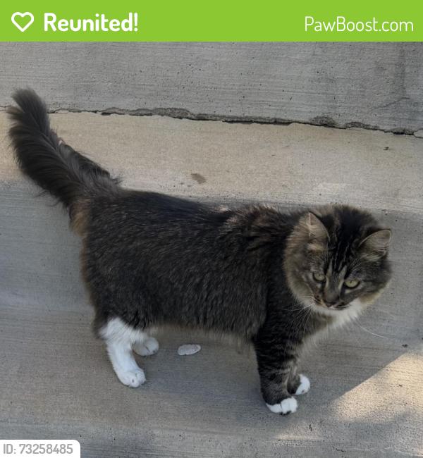 Reunited Female Cat last seen Melrose Ave, Triangle, VA 22172