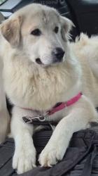 Found/Stray Female Dog last seen Sheffield and 81st, Dyer, IN 46311