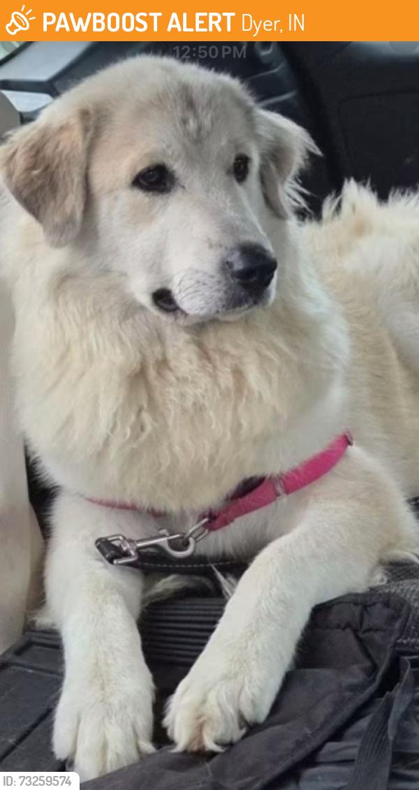 Found/Stray Female Dog last seen Sheffield and 81st, Dyer, IN 46311