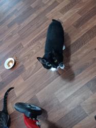 Lost Female Cat last seen US 19, Port Richey, FL 34653