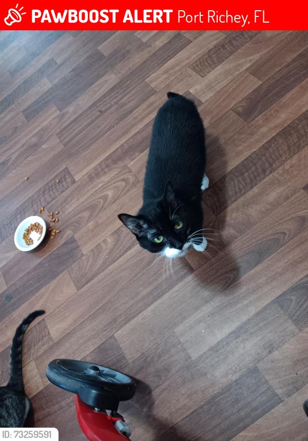 Lost Female Cat last seen US 19, Port Richey, FL 34653