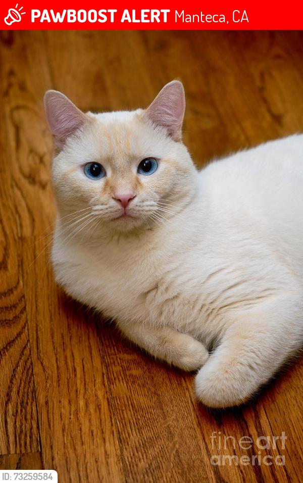 Lost Male Cat last seen Near Frontage Road, Manteca, CA 95336