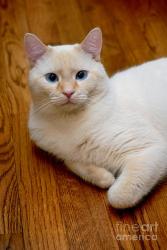 Lost Male Cat last seen Near Frontage Road, Manteca, CA 95336