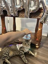 Lost Male Cat last seen Last seen in the boulders (by the provo mall), Provo, UT 84602