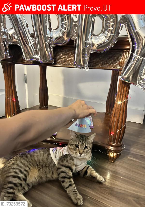 Lost Male Cat last seen Last seen in the boulders (by the provo mall), Provo, UT 84602