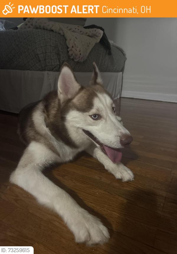 Found/Stray Male Dog last seen Hoffman playground, Cincinnati, OH 45207