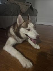 Found/Stray Male Dog last seen Hoffman playground, Cincinnati, OH 45207