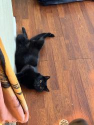 Reunited Male Cat last seen Fruitvale rd., Vacaville, CA 95688