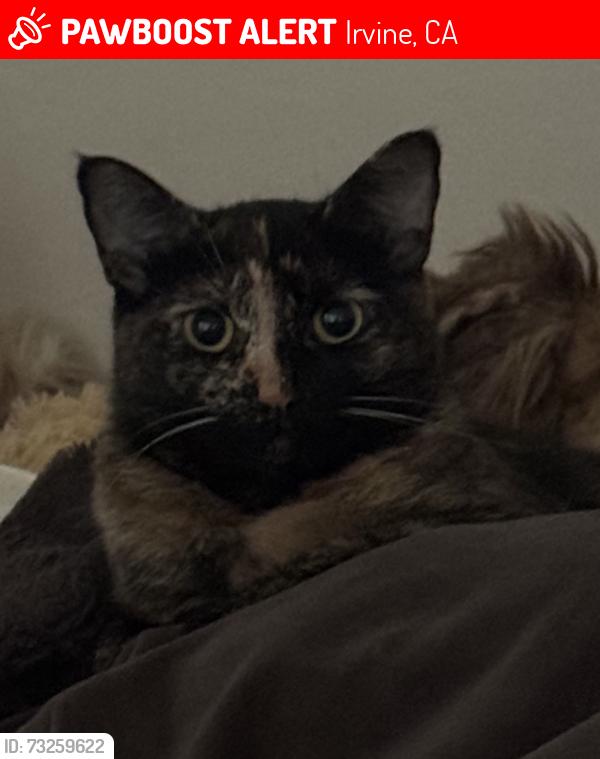 Lost Female Cat last seen Saint vincent, Irvine, CA 92618