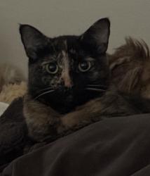 Lost Female Cat last seen Saint vincent, Irvine, CA 92618