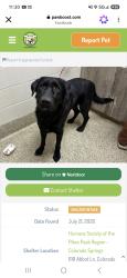 Lost Male Dog last seen Mesa ridge pkwy, Colorado Springs, CO 80911