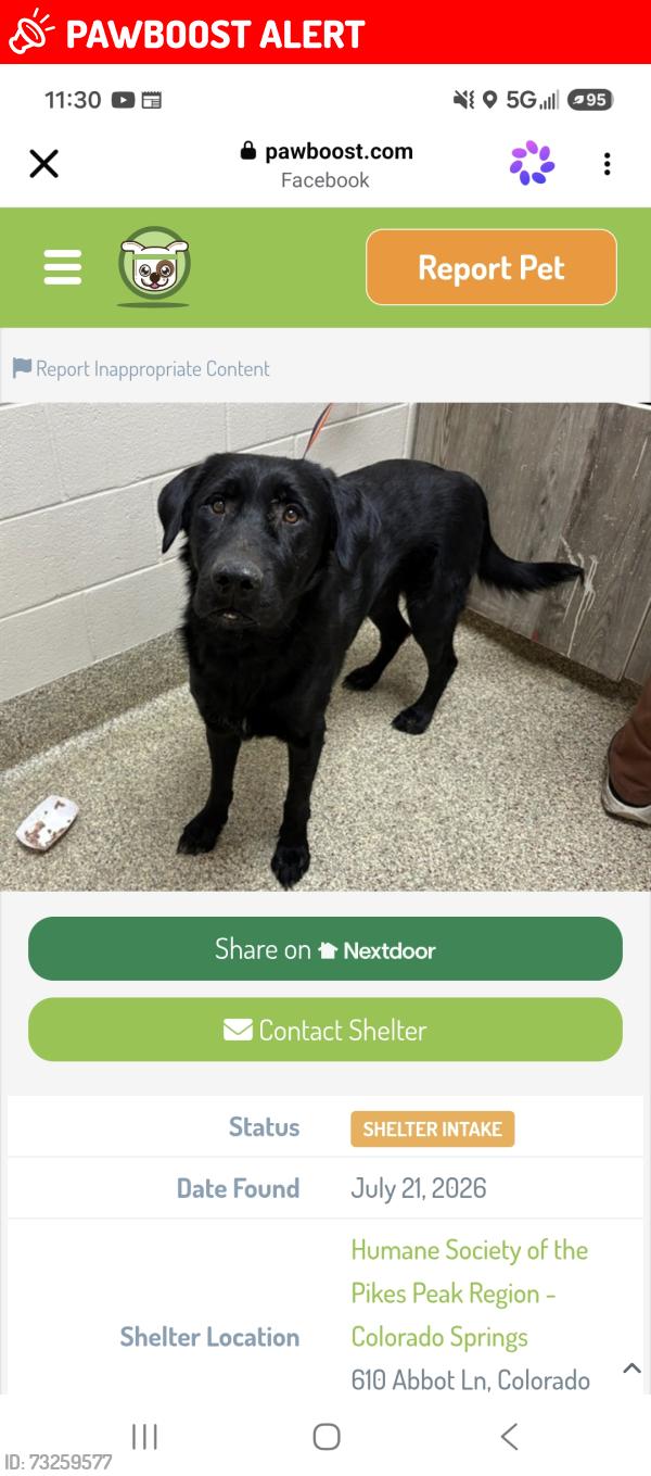 Lost Male Dog last seen Mesa ridge pkwy, Colorado Springs, CO 80911