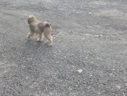 Found/Stray Unknown Dog last seen Amigos, Danbury, CT 06810