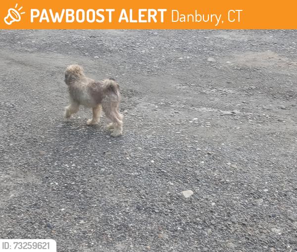 Found/Stray Unknown Dog last seen Amigos, Danbury, CT 06810