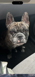 Reunited Female Dog last seen Chillis, Aurora, CO 80016