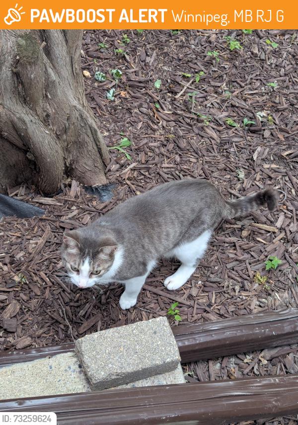 Found/Stray Unknown Cat last seen Nightingale Road and Lodge Ave, Winnipeg, MB R3J 3G6