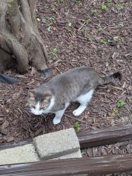 Found/Stray Unknown Cat last seen Nightingale Road and Lodge Ave, Winnipeg, MB R3J 3G6