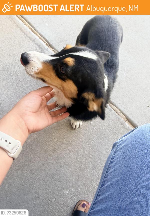 Found/Stray Female Dog last seen 98th and Gibson, Albuquerque, NM 87121