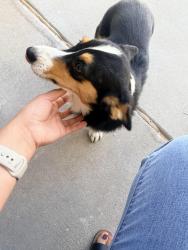 Found/Stray Female Dog last seen 98th and Gibson, Albuquerque, NM 87121